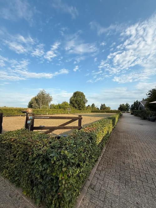 Stalling vrij voor 1 of 2 ruinen, Dieren en Toebehoren, Stalling en Weidegang, Stalling, Weidegang, Toebehoren, 1 paard of pony