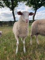 Fries melkschaap rammen, Dieren en Toebehoren, Mannelijk, Schaap, 0 tot 2 jaar