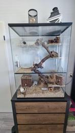 Gerbilarium/Terrarium met plateaus, Dieren en Toebehoren, Ophalen, 90 cm of meer, Hok, 75 tot 110 cm