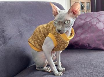 Trui kattenkleding Sphynx Rex kitten kat naaktkat Handmade beschikbaar voor biedingen