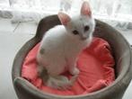 Kitten, Meerdere dieren, Langharig, 0 tot 2 jaar