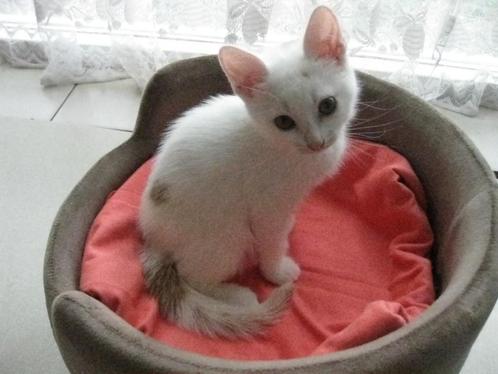 Kitten, Dieren en Toebehoren, Katten en Kittens | Overige Katten, Langharig, Meerdere dieren, 0 tot 2 jaar