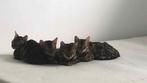 Bengaal kitten met stamboom not castrated yet