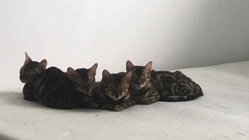 Bengaal kitten met stamboom not castrated yet  beschikbaar voor biedingen