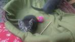 Mooie kittens. Zwart met witte pootjes, Dieren en Toebehoren, Katten en Kittens | Overige Katten, Poes