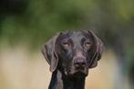 Duitse staande korthaar pups -pups duitse staande korthaar, Dieren en Toebehoren, Honden | Setters en Staande honden, CDV (hondenziekte)