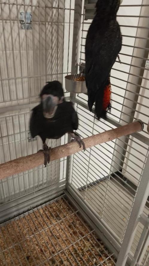 Super tamme baby Zwarte Roodstaart Kaketoes mannen, Dieren en Toebehoren, Vogels | Parkieten en Papegaaien, Papegaai, Mannelijk