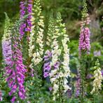 Vingerhoedskruid, Tuin en Terras, Planten | Tuinplanten, Ophalen