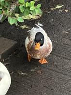 2 kwaker mannetjes van dit jaar., Dieren en Toebehoren, Mannelijk