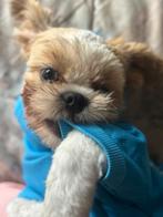 Shih Tzu, 1 tot 2 jaar, Eén hond, Nederland, Particulier