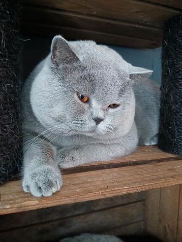 Champ Blauwe britse korthaar kater met stamboom voor dekking beschikbaar voor biedingen