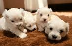 4 Prachtige Maltezer Puppy's: 3 Meisjes/1 Jongen - RESERVEER, Dieren en Toebehoren, Honden | Chihuahua's en Gezelschapshonden
