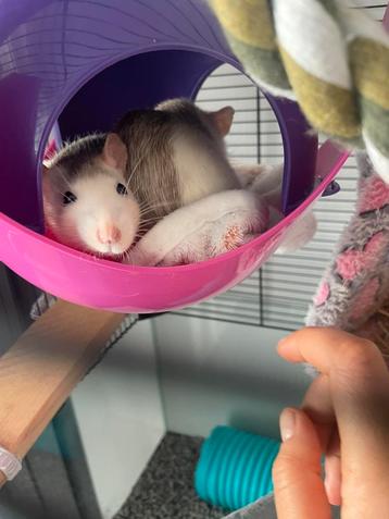 Hok + 2 Dumbo ratten (Lola & Luna) tam & zindelijk  beschikbaar voor biedingen