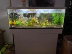 300l aquarium incl visjes en heel veel extras, Dieren en Toebehoren, Vissen | Aquaria en Toebehoren, Ophalen, Gebruikt, Gevuld zoetwateraquarium