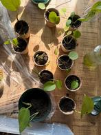 Pothos and Pancake plants for sale, Huis en Inrichting, Kamerplanten, Ophalen of Verzenden, Overige soorten, Minder dan 100 cm