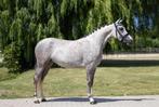 Verschillende zeer talentvolle pony's!!, Dieren en Toebehoren, Pony's, Merrie, Dressuurpony, Zadelmak, 3 tot 6 jaar