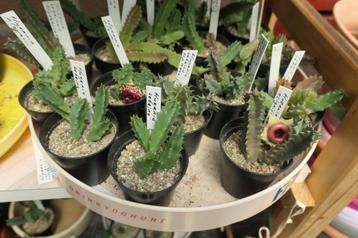 Cactussen en vetplanten: mooie reddingsboeihuernia's beschikbaar voor biedingen