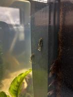 Algeneters (vissen) GRATIS, Dieren en Toebehoren, Vis, Zoetwatervis