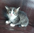 kittens, Dieren en Toebehoren, Katten en Kittens | Overige Katten