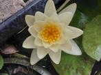 waterlelies, Tuin en Terras, Ophalen, Gebruikt