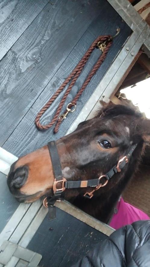 Drachtige 3 jarige merrie te koop, Dieren en Toebehoren, Paarden, Merrie, Zadelmak, Minder dan 160 cm, 3 tot 6 jaar, Recreatiepaard