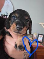 Ruwharige dwergteckel pups! 1 Reutje & 1 Teefje beschikbaar, Dieren en Toebehoren, Honden | Teckels en Dashonden, Rabiës (hondsdolheid)