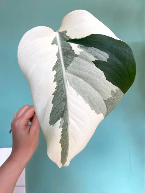Topkwaliteit, witte Monstera Albo Variegata stek, Huis en Inrichting, Kamerplanten, Overige soorten, Minder dan 100 cm, Ophalen
