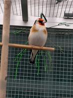 Putters naturfarben, Dieren en Toebehoren, Vogels | Overige Vogels, Meerdere dieren, Wildzangvogel
