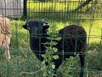 Handtam en lief Ouessant ram lam 15-4-25 zachtaardig, Dieren en Toebehoren, Schapen, Geiten en Varkens, Mannelijk, Schaap, 0 tot 2 jaar