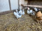 Jonge Wyandotte krielen wit columbia, Dieren en Toebehoren, Pluimvee, Meerdere dieren, Kip