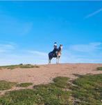 Verzorgpony gezocht, Dieren en Toebehoren, Ophalen of Verzenden, Nieuw