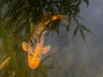 vijver vissen, Dieren en Toebehoren, Vissen | Vijvervissen, Karper of Koi
