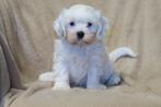 Leuke Boomer pups ( Maltezer ), Dieren en Toebehoren, CDV (hondenziekte), Meerdere, Maltezer, 8 tot 15 weken