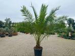 Phoenix canariensis (Canarische dadelpalm) 200/250 cm