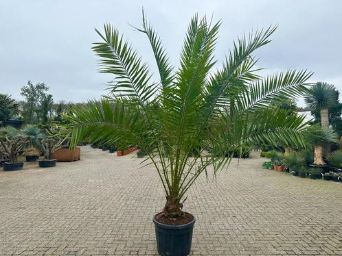 Phoenix canariensis (Canarische dadelpalm) 200/250 cm, Tuin en Terras, Planten | Bomen, Palmboom, 100 tot 250 cm, Volle zon, Zomer