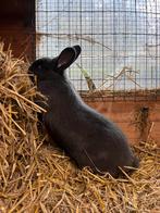 Mooie blauwe weners, Dieren en Toebehoren, Konijnen, Meerdere dieren, Middelgroot