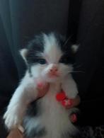 ♥️SIBERISCHE KITTENS♥️100% HYPOALOGEEN, Dieren en Toebehoren, Katten en Kittens | Raskatten | Langhaar, Meerdere dieren, Ontwormd