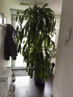 Groot DRACAENA MASSANGEANA kamerplant, Huis en Inrichting, Kamerplanten, 200 cm of meer, Overige soorten, In pot, Halfschaduw