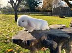 Prachtig jong minilop konijntje te koop (vrouwtje), Dieren en Toebehoren, Konijnen, Vrouwelijk, Dwerg, Hangoor, 0 tot 2 jaar