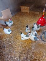 Wyandotte Columbia broedeieren, Dieren en Toebehoren, Pluimvee, Geslacht onbekend, Kip
