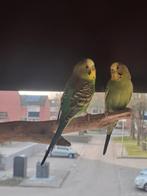 Te koop grasparkieten, Dieren en Toebehoren, Vogels | Parkieten en Papegaaien, Meerdere dieren, Parkiet