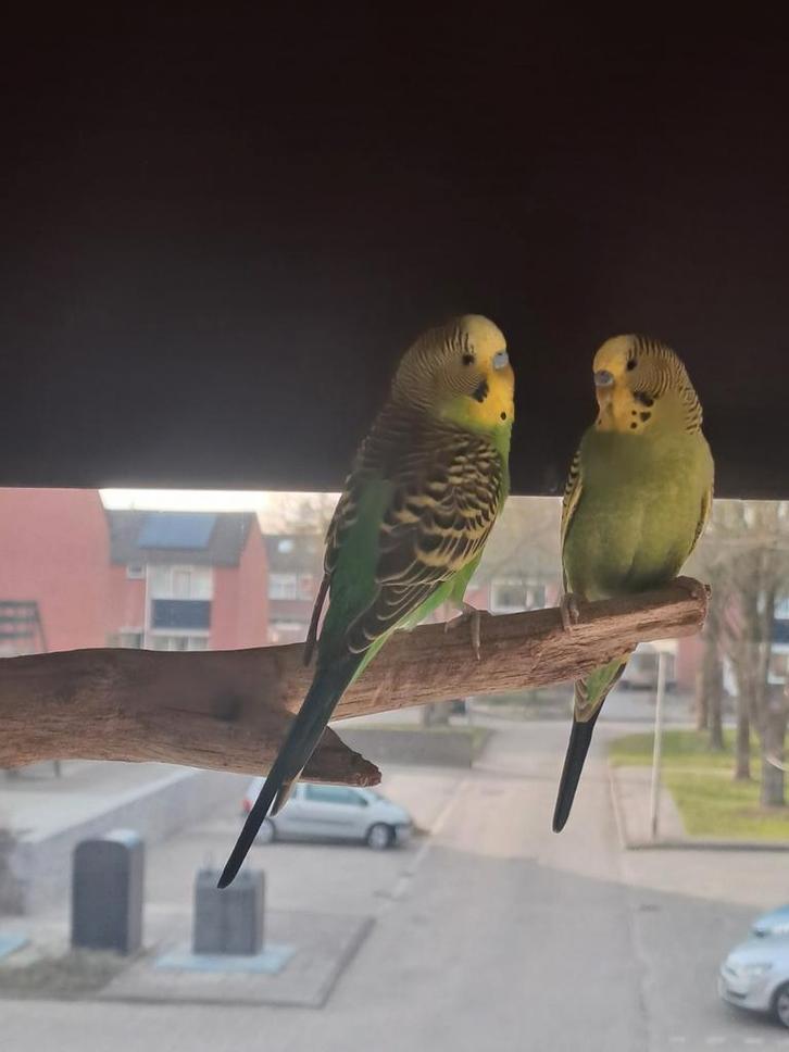 Te koop grasparkieten, Dieren en Toebehoren, Vogels | Parkieten en Papegaaien, Parkiet, Meerdere dieren