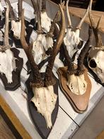 "HENDRICKX "  Geweitjes Reebok 10 stuks., Ophalen of Verzenden, Gebruikt, Hert, Gewei of Kop