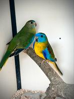 Prachtig koppel Turquoisine parkieten Gezond & Geringd, Dieren en Toebehoren, Vogels | Parkieten en Papegaaien, Meerdere dieren