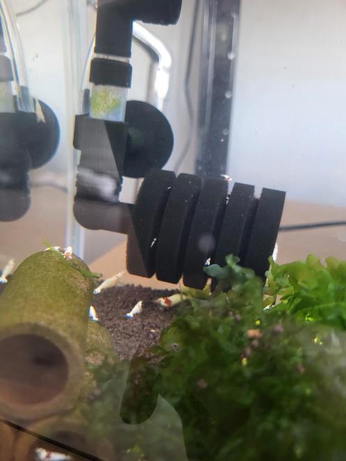 PRL garnalen jongen, Dieren en Toebehoren, Vissen | Aquariumvissen, Zoetwatervis, Kreeft, Krab of Garnaal, Schoolvis