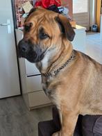 Mooie kruising rottweiler/bullmastif teef, Dieren en Toebehoren, 1 tot 2 jaar, Teef, Groot, Eén hond