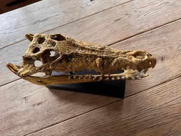 bronze zoutwater krokodil beschikbaar voor biedingen