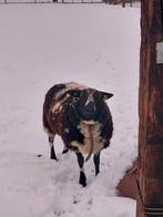 Bonte dekram, Dieren en Toebehoren