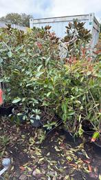Photunia red robin struiken hoog 150 + potgekweekt 14,95 pst, Vaste plant, Halfschaduw, Zomer, Ophalen