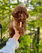Toypoedel teefje, Rabiës (hondsdolheid), 15 weken tot 1 jaar, Meerdere dieren, Eén hond